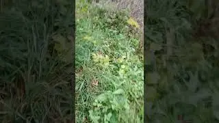 выживание с @catblits