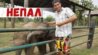 НЕПАЛ | СЛОНЫ В НАЦИОНАЛЬНОМ ПАРКЕ ЧИТВАН