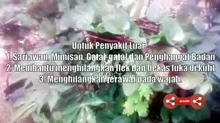 Ini Khasiat & Manfaat Binahong Untuk Kesehatan Serta Pengobatan