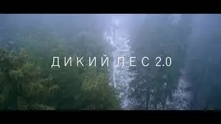 MELLSTROY | МЭЛСТРОЙ | МЕЛЛ - СОЗЫВ БОРОВОВ У | ДИКИЙ ЛЕС