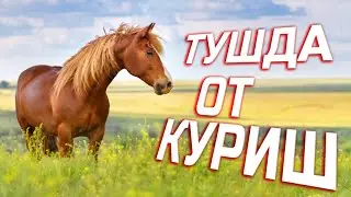 Туш табири - Тушда от куриш