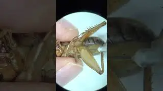 Ландыш майский-ЯДОВИТЫЙ 