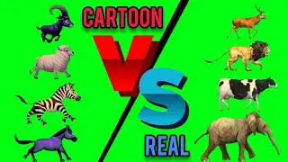 Cartoon VS Real Animal Running Video | Animals Stampede Green Screen Video#animal#animalrun