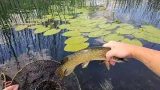 СУПЕР РЫБАЛКА НА ВЕРШИ!!! Вот это улов!!! Оставил верши на трое суток и был в шоке от улова!!!