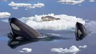 The killer whale breaks the ice floe to get to the seal!