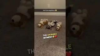 This dog naps with her stuffed animals ❤️