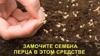 Замочите Семена Перца в Этом Средстве, Всхожесть и Прорастание Семян 100%