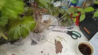 УПАКОВКА ЗАКАЗА ГЕЙХЕР!! КАК И КУДА ПОСАДИТЬ! АГРОТЕХНИКА!!
