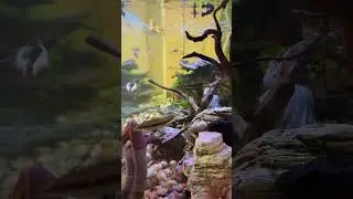 Feeding Time! 40 Gallon Freshwater Fish Tank #shorts #fishkeeping