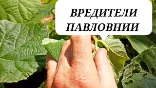 Вредители Павловнии