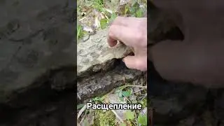 #лесноймир