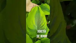 хосты Зе Кинг 