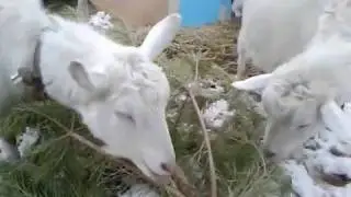 Привезла козам елки🌲🐐