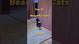 Top 10 Beautiful Cats In The World