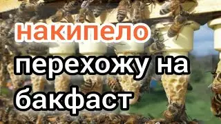 НАКИПЕЛО - ПЕРЕХОЖУ НА БАКФАСТ. BEEKEEPING. ПЧЕЛОВОДСТВО. восьмирамочный улей.