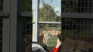Tiger lunch 🥩 🐅 #wildlife #australia #shorts #short #ytshorts
