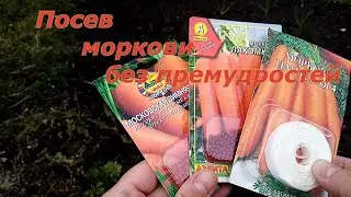 Весенний посев моркови в лентах и драже  Нантская 4, Московская зимняя, Лакомка