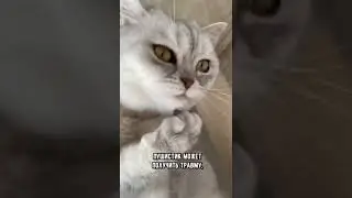 Почему антицарапки опасны для котов 