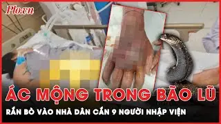 Rắn hoành hành trong bão lũ: 9 người bị cắn, phải nhập viện cấp cứu | Thời sự