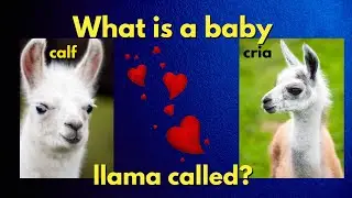 Brain Break | Family Workout | Animal Edition
