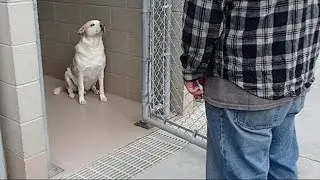 Shelter dog cried when he recognized the man standing in front of him