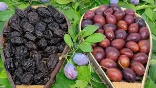 Как делают чернослив