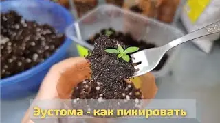 Эустома - когда и как пикировать рассаду
