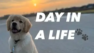 Day In A Life Of A Golden Retriever!
