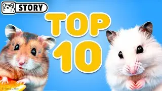 Top 10 Best Hamster Shorts #2 🐹 Homura Ham