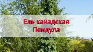 Ель канадская Пендула 🌿 Обзор: посадка и уход. крупномеры ели Пендула: описание и особенности