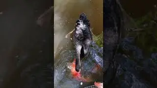 Feeding swans at Gardens of Dinsor Palace *sound on* Black swan likes to chat