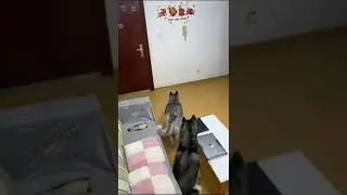 Animal, kucing yang lucu