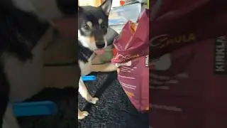Cute Shiba Inu surprise party #shibalife