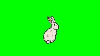 white rabbit 🐇 green screen effect