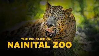 The wildlife of Nainital zoo | blind leopard
