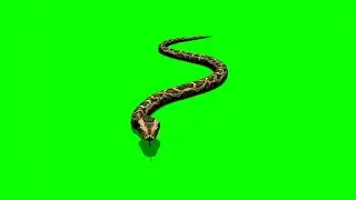 Snake 63 || Green Screen Videos