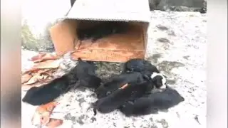 Rescue Eight Newborn Puppies abandoned by heartless owner to die by the side of the dumpster