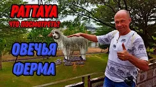 🌍 Овечья ферма Паттайя контактный зоопарк 🌍 Лучшая экскурсия в Паттайе Pattaya sheep farm