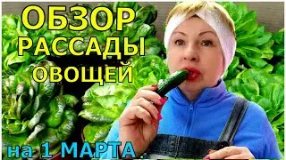 Обзор овощной рассады на 1 марта. Рекорд по салатам и огурцам. Планы на посевы