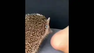 Ёж навел суету 