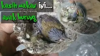 Meloloh anakan burung sogok ontong atau kolibri dalam sarang
