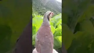 садои модакабк