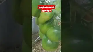 Томаты Клубничный десерт, очень сладкие!