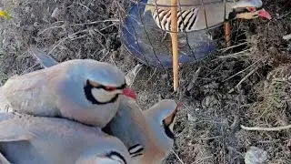 шикори Кабк keklik sesi Hunting