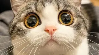 Самые Смешные и Милые Моменты с Домашними Животными, Которые Поднимут Вам Настроение на Целый День!