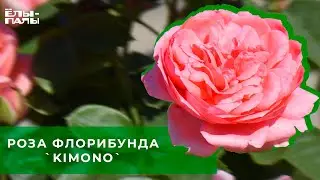 Роза флорибунда `Kimono`