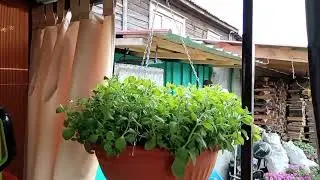 ВНИМАНИЕ - Петуния после стрижки - Через две недели - Петуния выращивание и уход