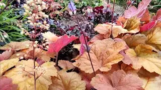 Коллекция гейхер и хост у Анны 🌿🔥 1 часть