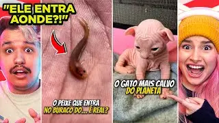 Estranho DEMAIS! O peixe que entra no seu P.... | Curiosidade Curiosas