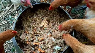 Состав каши-мешанки для цыплят